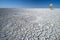 Isolated on a white, cracked salty desert, thirsty African bush elephant, Loxodonta africana coming from background, front view,