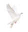 Isolated white dove