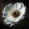 Isolated white flower on black background.