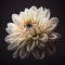 Isolated white flower on black background.