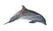 Isolated on white grey bottlenose dolphin