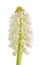 Isolated White magic flower of Muscari botryoides