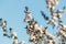 Isolated white manuka tree flowers with blue sky background