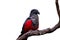 Isolated on white, Pesquet`s parrot, Psittrichas fulgidus, red and black, vulturine parrot, endemic to montane rainforest in New