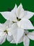 Isolated White Poinsettia Holiday Flower