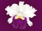 Isolated White and Purple Cattleya orchid with purple background