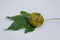 Isolated White Sapote Fruits And Its Leaves