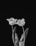 Isolated white tulip blossom pair monochrome minimalist macro