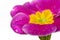 Isolated on White,Wet purple primrose , close up