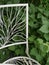 Isolated White Wrought Iron Garden Chair with Leaf Motif against some real green leaves