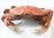 Isolated Whole Dungeness Crab