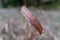 Isolated wide blade of grass in a field.