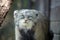 Isolated Wild Cat Otocolobus Manul