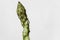 Isolated wild italian asparagus on bright background,genuine healthy food