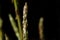 Isolated wild italian asparagus on dark blurred background,genuine healthy food