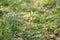 Isolated wild italian asparagus on forest field ecosystem,harvest healthy food