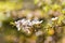 Isolated wild manuka tree flowers in bloom