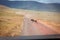 Isolated wildebeest Connochaetes crossing the path at grassland conservation area of Ngorongoro crater. Wildlife safari concept