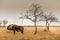 Isolated wildebeest near a tree in the savannah, Etosha national park, Namibia