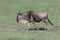 isolated Wildebeest walking in the savannah
