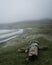 Isolated wooden object laying in lush green grass in misty beach, Outer Hebrides, Scotland