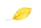 Isolated yellow beech leaf