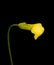 Isolated yellow bent calla on black background, fine art still life color minimalist macro of a single bloom