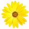 An isolated yellow Cape Marguerite Daisy