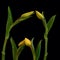 Isolated yellow closedvtulip blossom couples minimalist macro on black background,with stem and green leaves