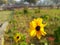 isolated yellow Crysanthemum