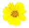 Isolated Yellow Flower