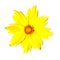 Isolated Yellow Flower - Coreopsis Pubescens