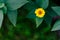 Isolated Yellow Flower in Garden With Blurred Background and Free Space for Text - Sunny Autumn Day