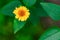 Isolated Yellow Flower in Garden With Blurred Background and Free Space for Text - Sunny Autumn Day