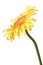 Isolated yellow gerbera daisy flower