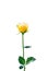 Isolated yellow rose nature flower