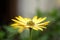 Isolated Yellow spring flower macro,pistil,stamen and petal details,nature