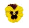 Isolated yellow spring pansy violet flower