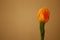Isolated yellow tulip, Tulipa, Liliaceae, closeup view.
