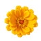 an isolated yellow Zinnia Dahlia flower