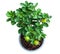 Isolated young lemon tree in pot