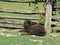 Isolated Young Male Yak Cow Calf Lying and Relaxing next to Wooden Fence Paling on Sunny Day