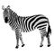 Isolated zebra sketch