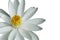 Isolatedâ€‹ onâ€‹ whiteâ€‹ halfâ€‹ ofâ€‹ whiteâ€‹ lotusâ€‹ flowerâ€‹ placed on the left side of the picture.