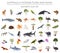 Isometric 3d Australia and Oceania flora and fauna map elements.