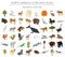 Isometric 3d North America flora and fauna elements. Animals, bi