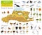 Isometric 3d North America flora and fauna map elements. Animals