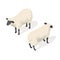 Isometric 3d vector illustration of sheep