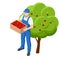 Isometric apple orchard, ripe fruits hanging on branch. Assembling the harvest of apples. A man with a box of apples