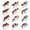 Isometric dairy cattle set. Cows collection. Isolated on white background.